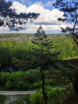 Меловая сосна